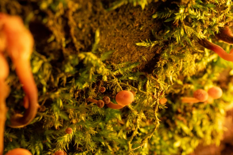 moss growing up a wall next to mushrooms