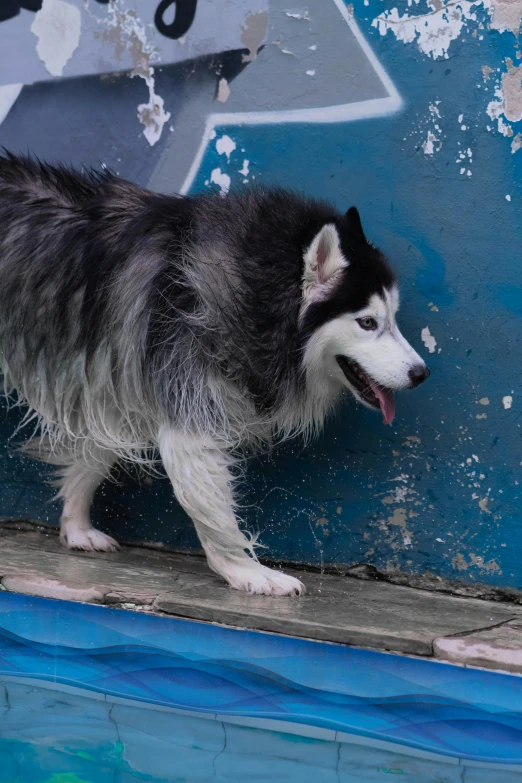 a dog with its mouth open is walking by a pool