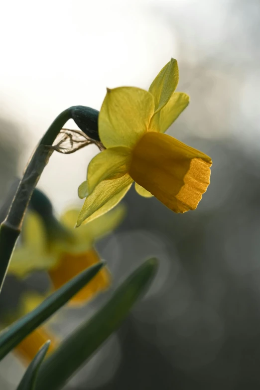 a close up of a flower in the grass