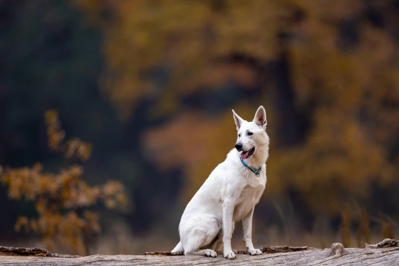 a white dog sits on a log with a green collar