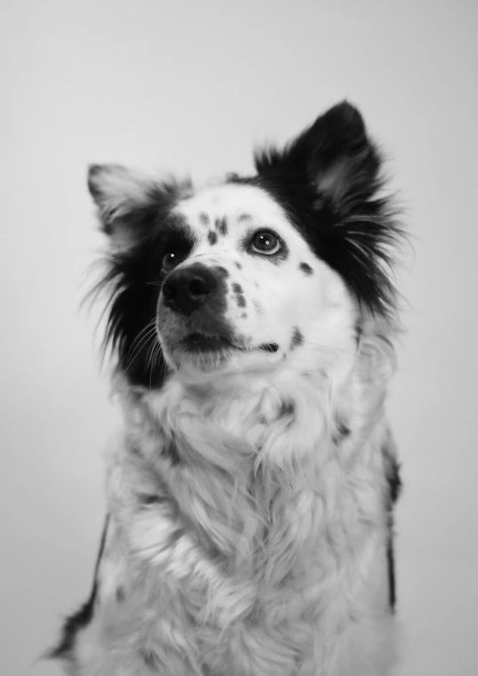 a white and black dog with his head cocked