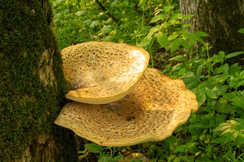 a very large yellow mushroom growing on a tree