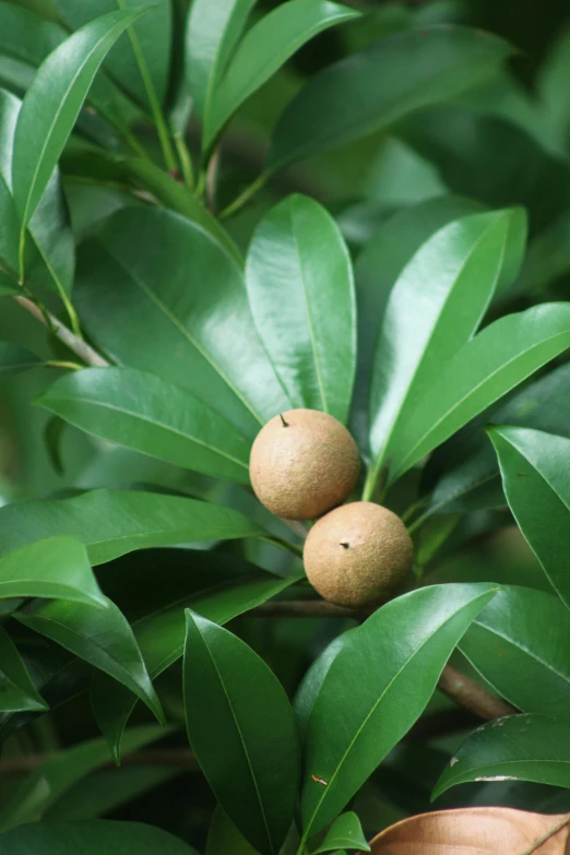 the fruit is placed in the tree as well