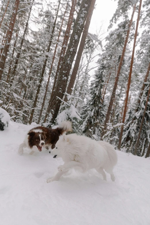 two dogs running in the snow near some trees