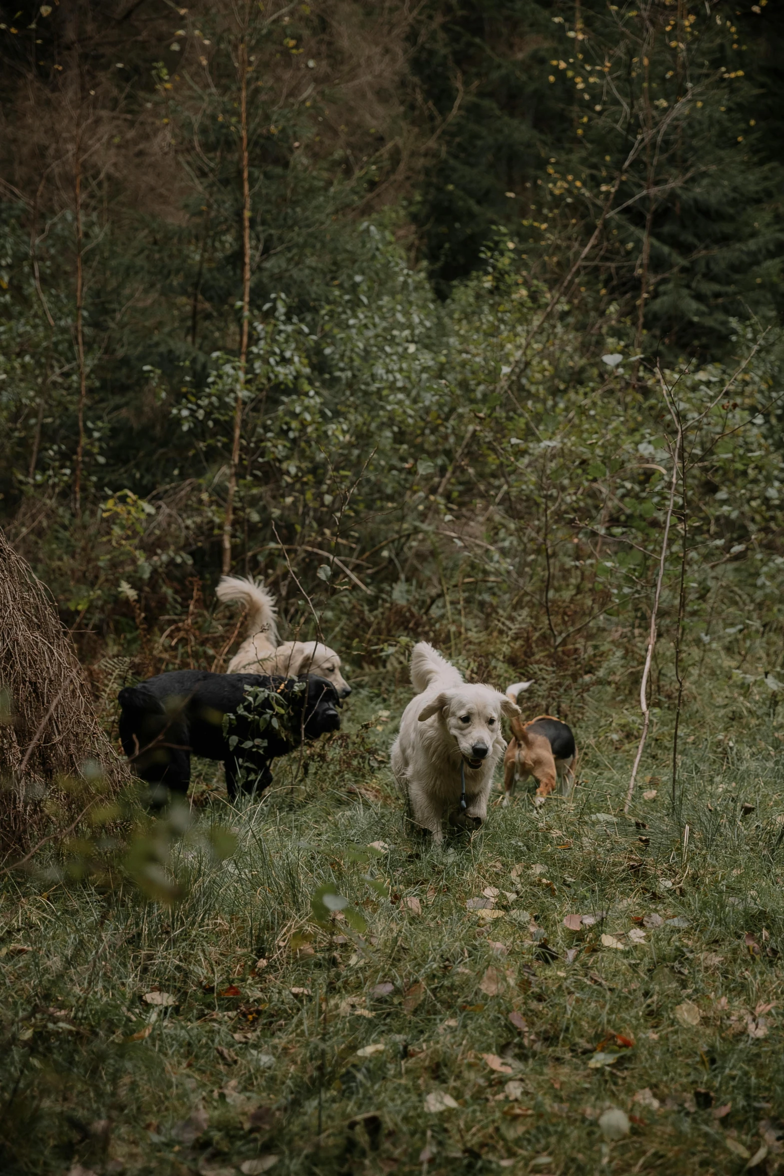 two dogs are walking through the woods together