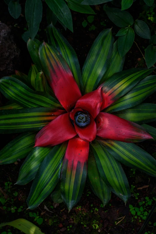 large red flower with green leaves growing on ground