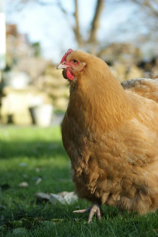 a brown rooster is standing in the grass