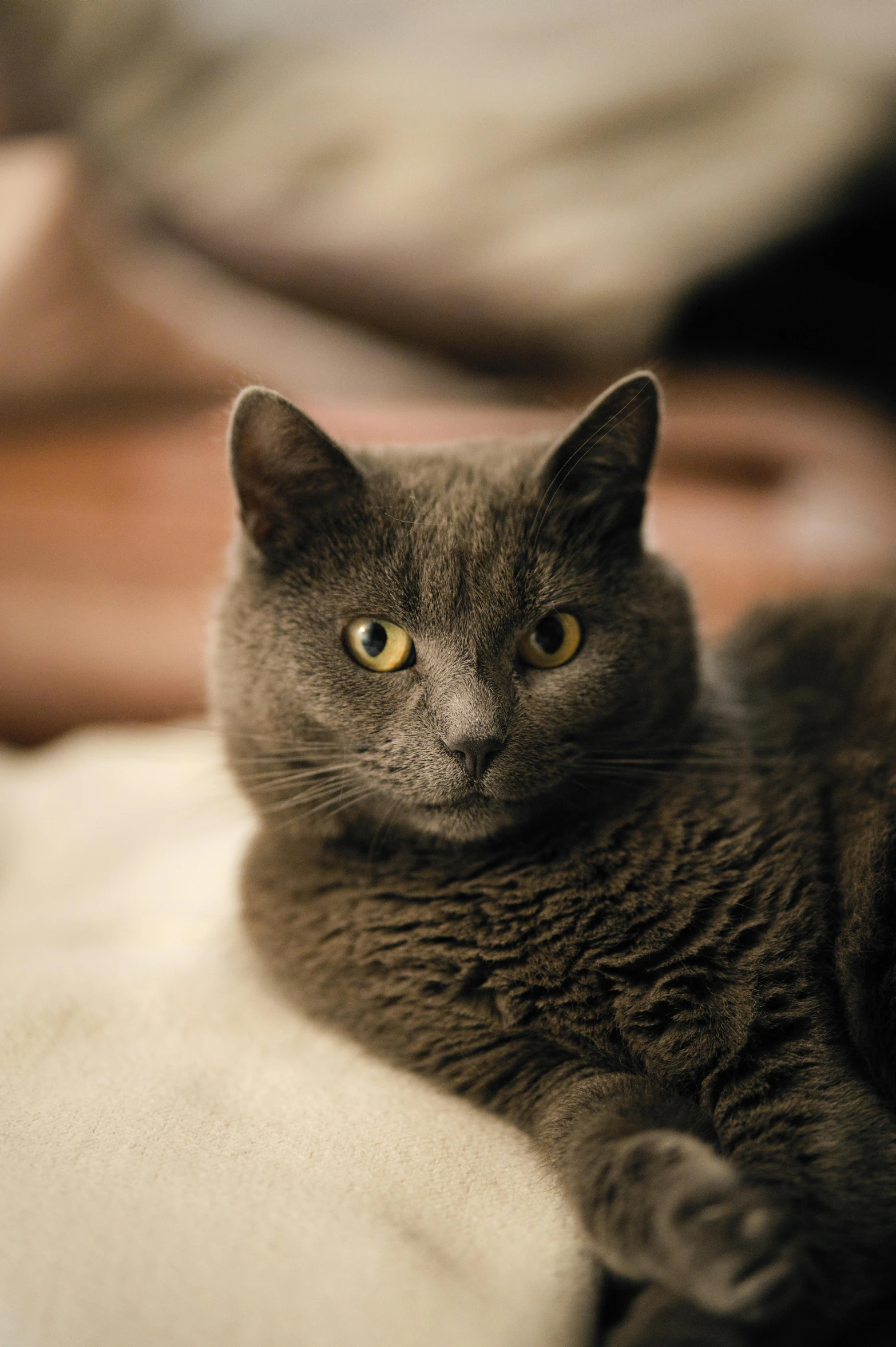 a gray cat laying on top of a bed