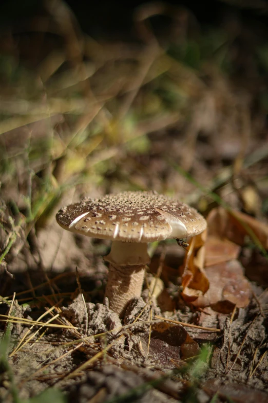 small white mushroom standing on the ground in front of a grassy background