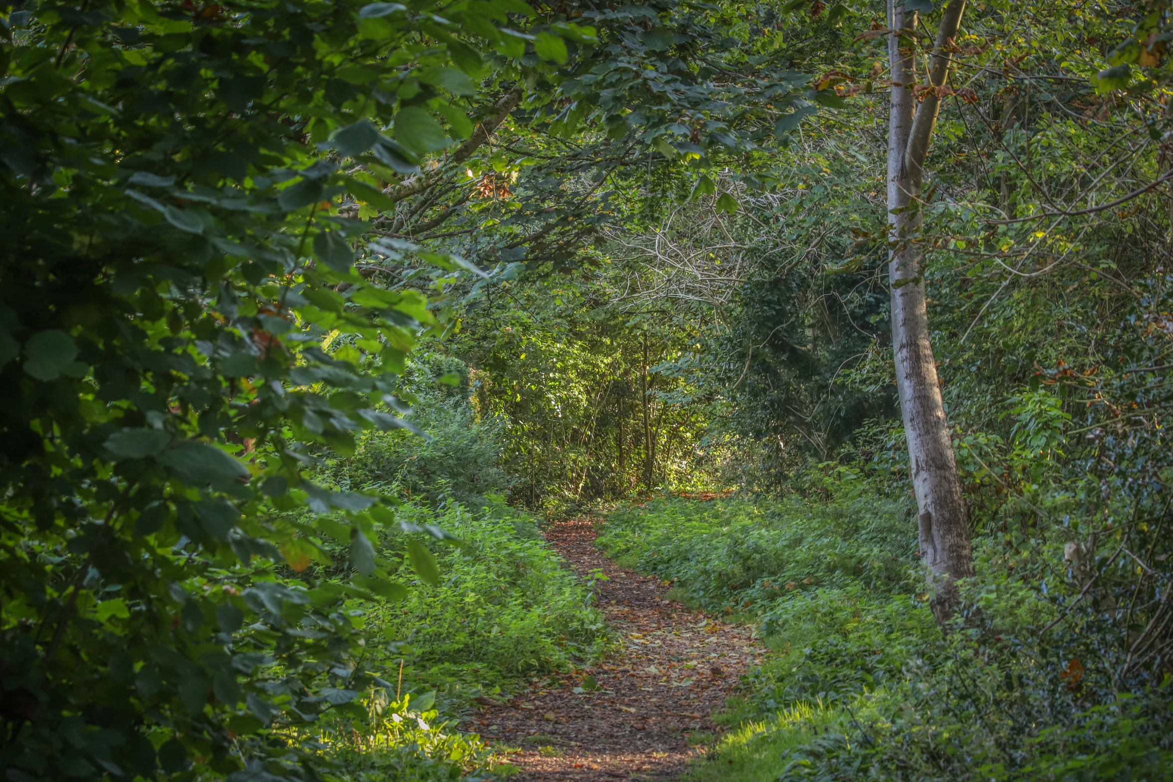 a trail splits between two tall trees