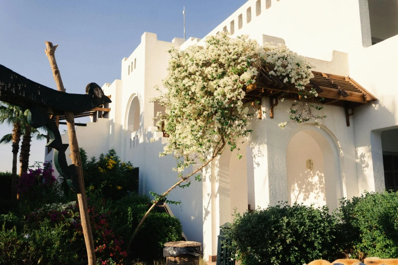 an old palm tree next to a white building