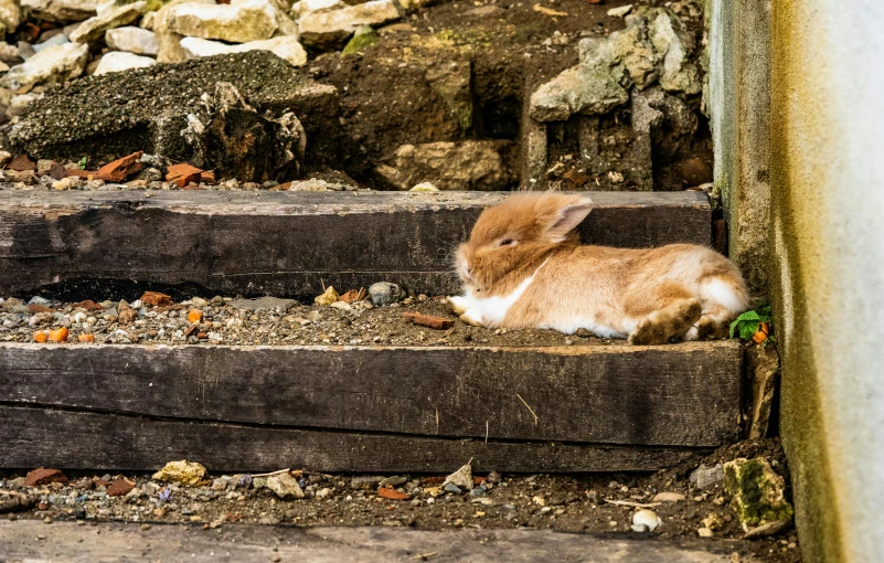 a brown bunny laying in the sun on some steps