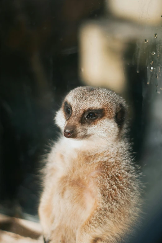 a small animal looking out a window at the zoo