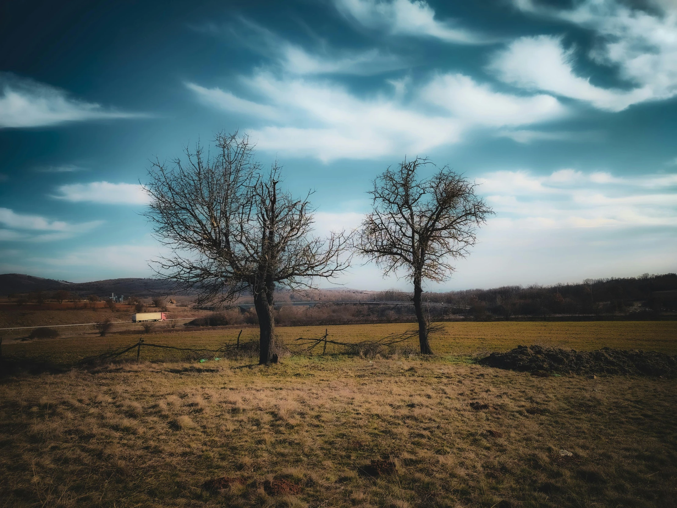 two trees are in a wide open field