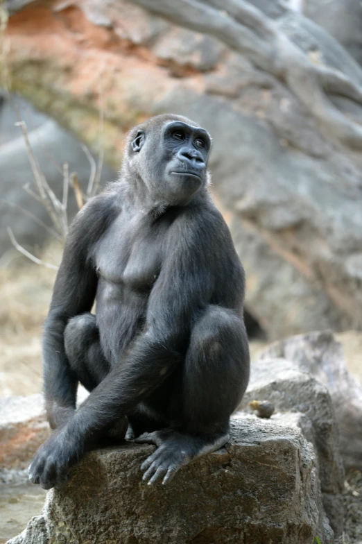 a small gray gorilla sitting on top of rocks