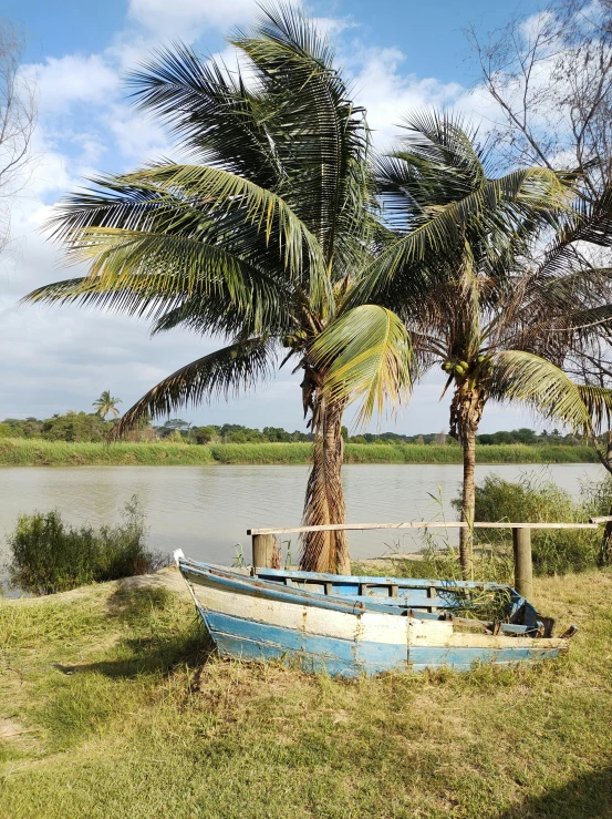 a boat sitting on the side of a lake under a tree