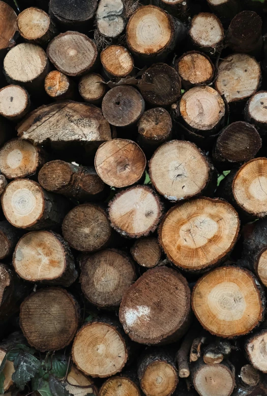 a close - up view of chopped logs stacked together