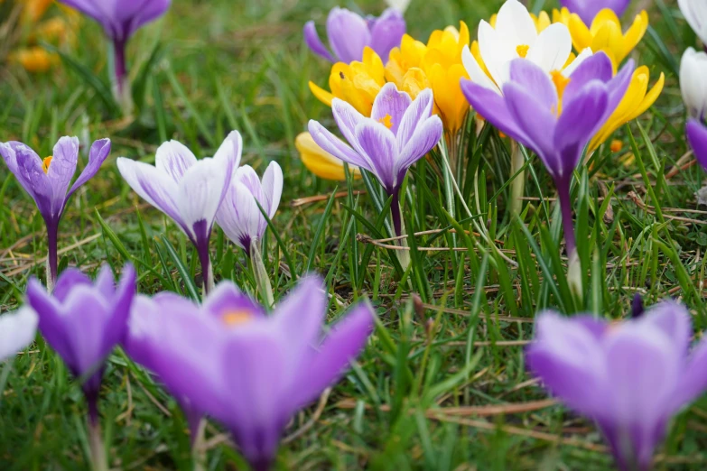 there are many small purple flowers on this field