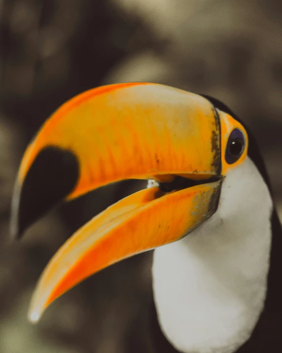 an orange and white toucan on the side of a tree