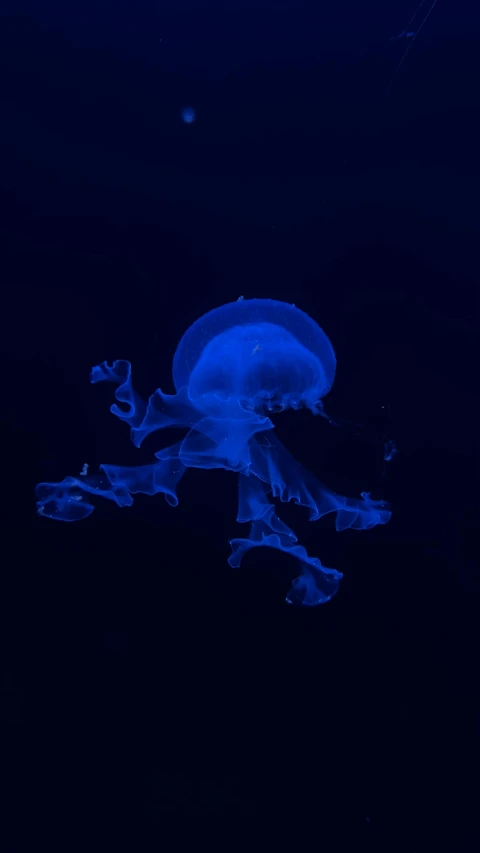 a jellyfish floats in the dark water