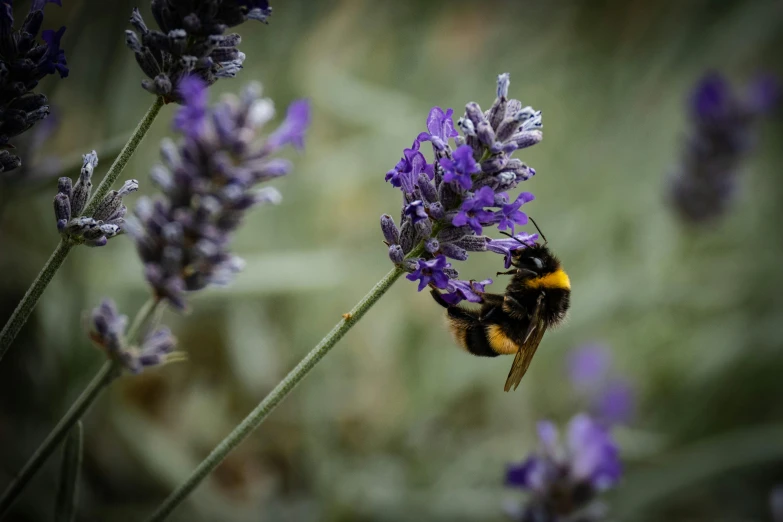 a bum sitting on top of purple flowers