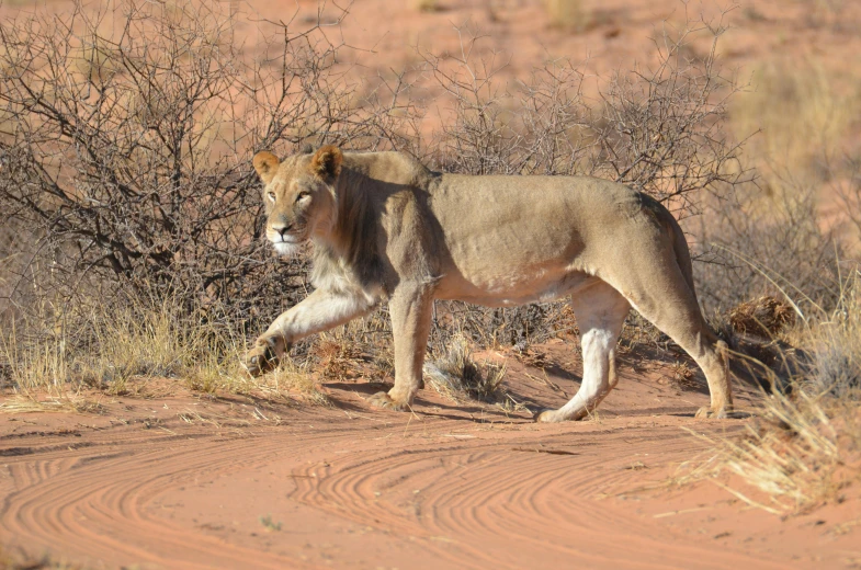 there is a lion walking across the dirt path