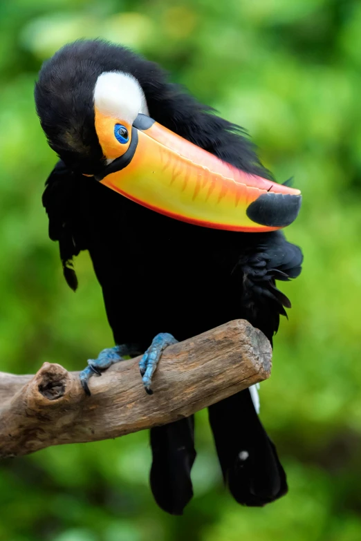 black and white bird with yellow beak sitting on a nch