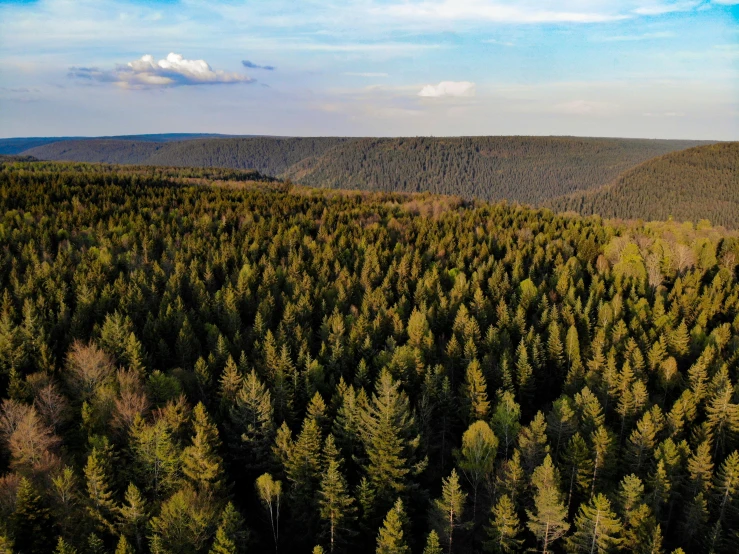 a forest with many trees and some blue sky