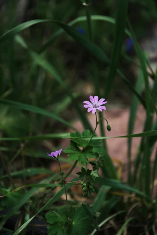a pink flower with green leaves surrounding it