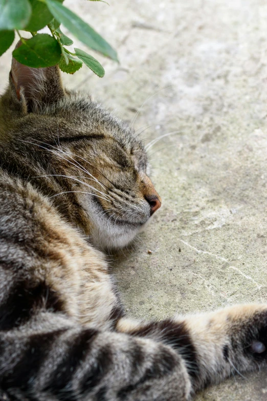 the striped cat is sleeping on the ground