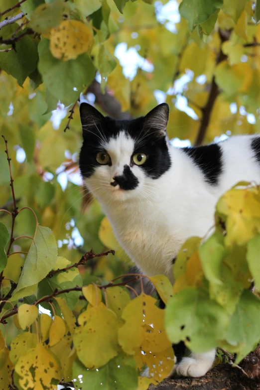 the black and white cat has a mustache on his face