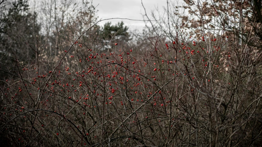 some red berries on a very tall tree