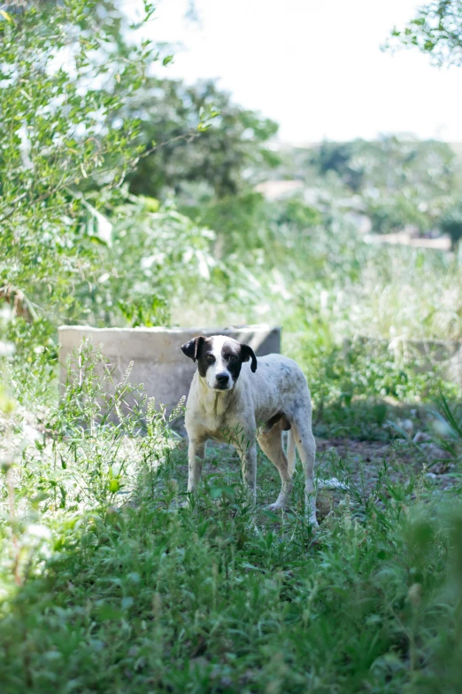 a dog stands in the grass in front of a wall