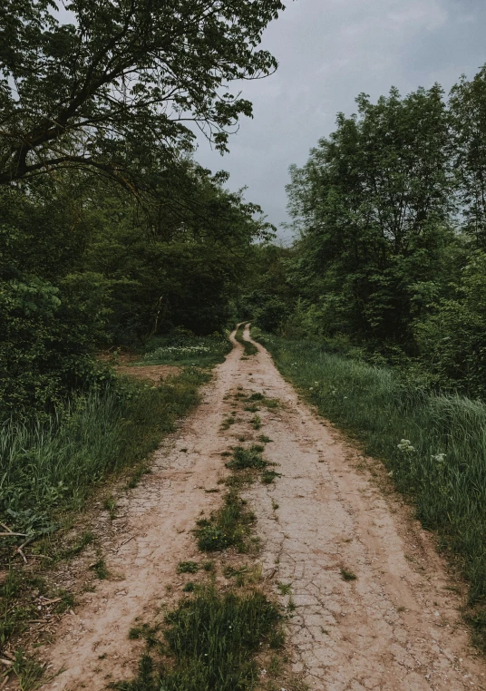 dirt road through green, grassy area with trees