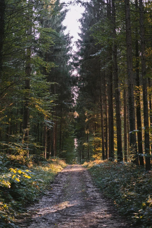 a dirt road with trees and shrubs all around