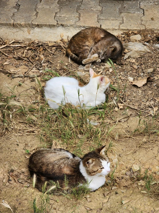 two cats lying in the dirt next to each other