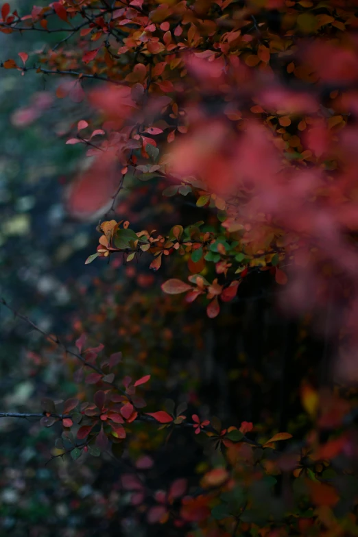 an umbrella is seen through a tree with leaves in the foreground