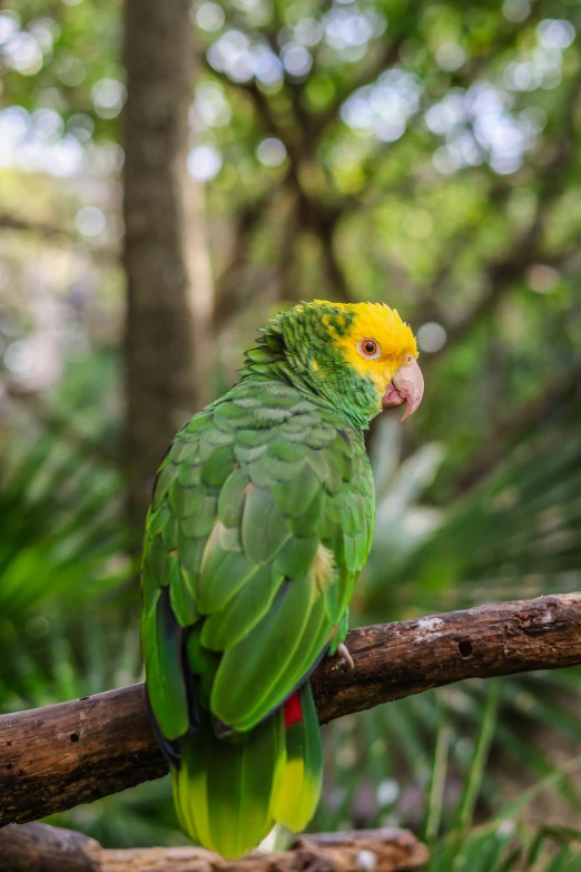 a green and yellow bird is sitting on a nch