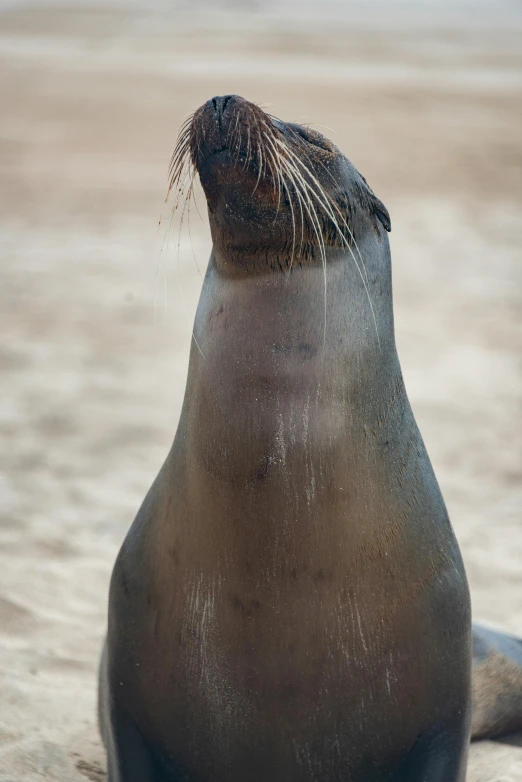 a seal sitting in sand on top of a beach