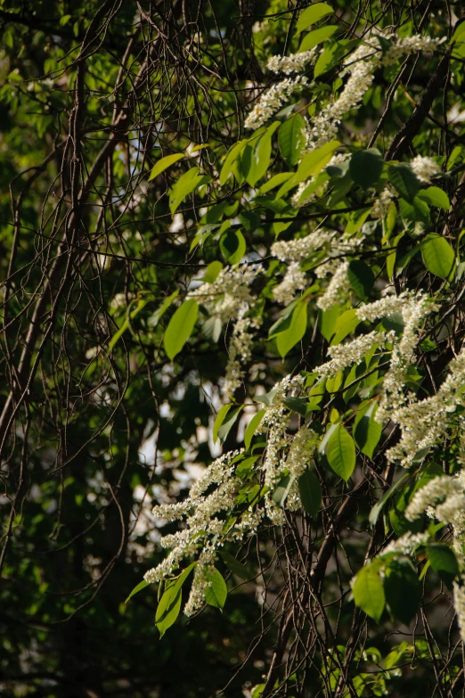 the nches of a tree have white blooms