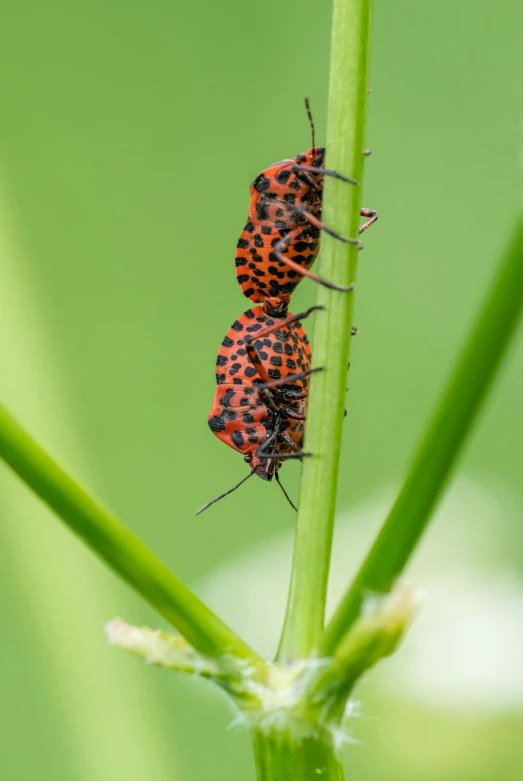 three bugs standing on the tip of a green plant