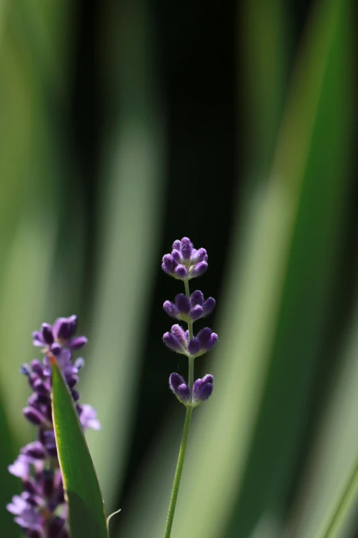 a close up of a single flower with green stems