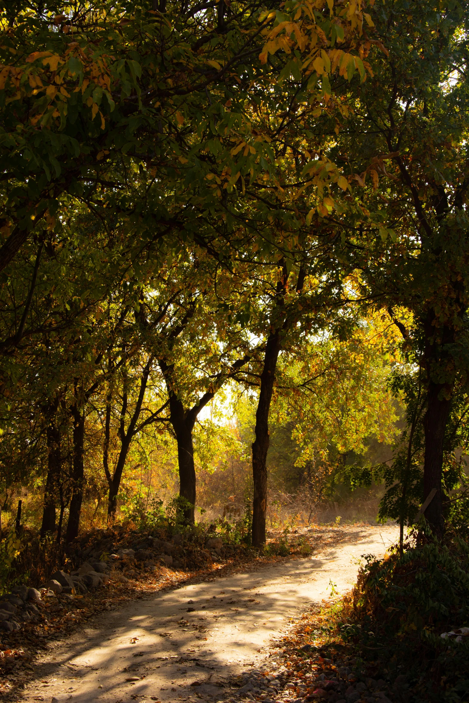 a pathway lined with trees in a sunny forest