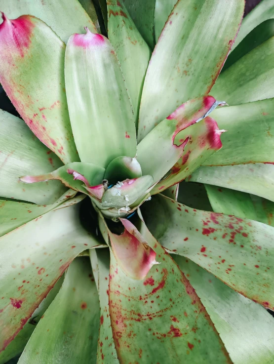 the center of a green plant with red spots