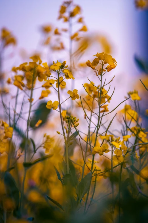 there are many small yellow flowers growing out of the plants