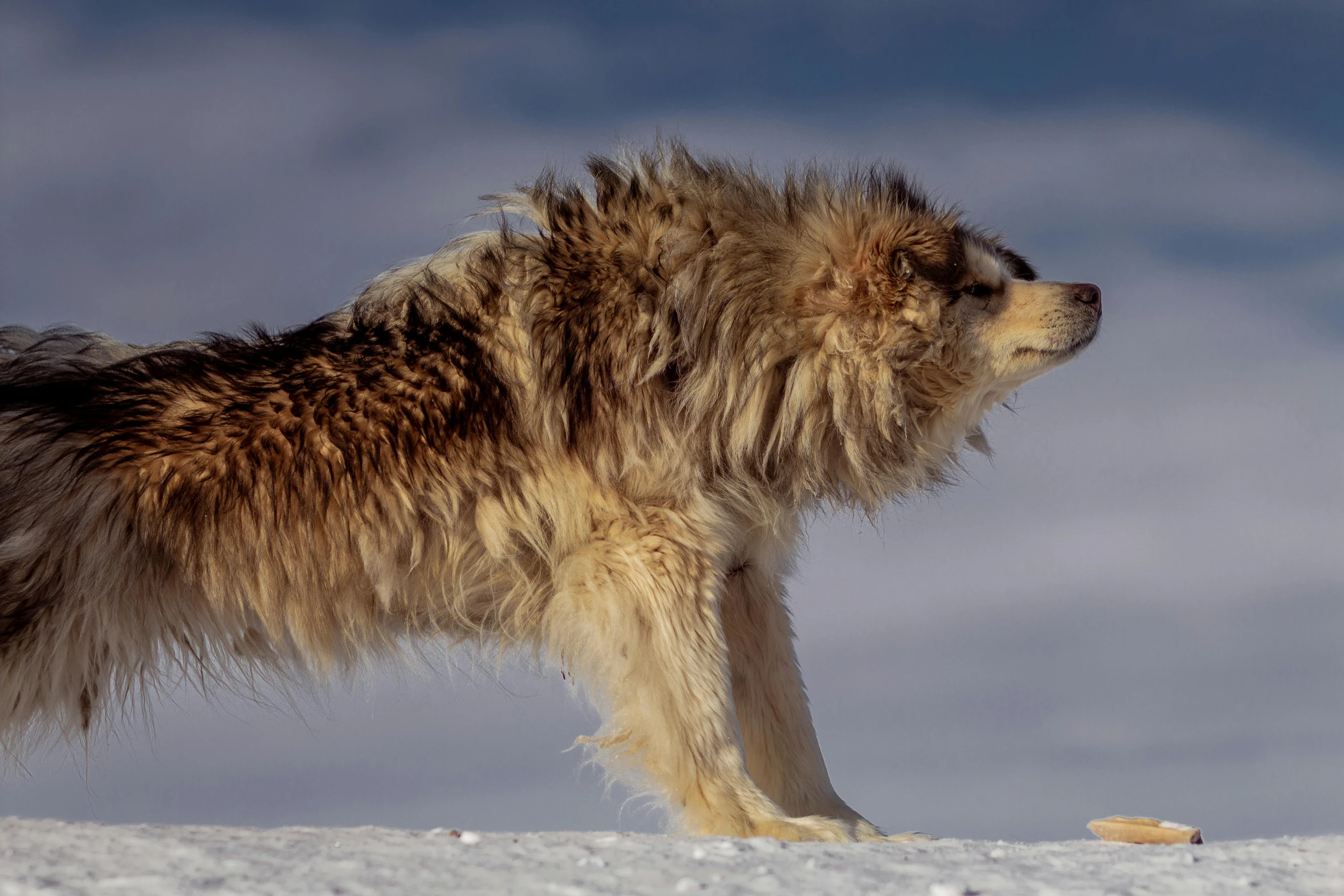 a gy furry dog on the snow looking up at soing