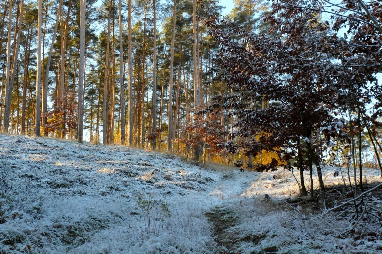 an image of a trail in the forest during winter