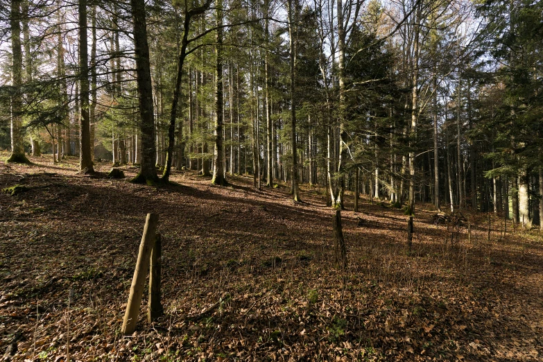 a couple of benches sitting in the middle of a forest