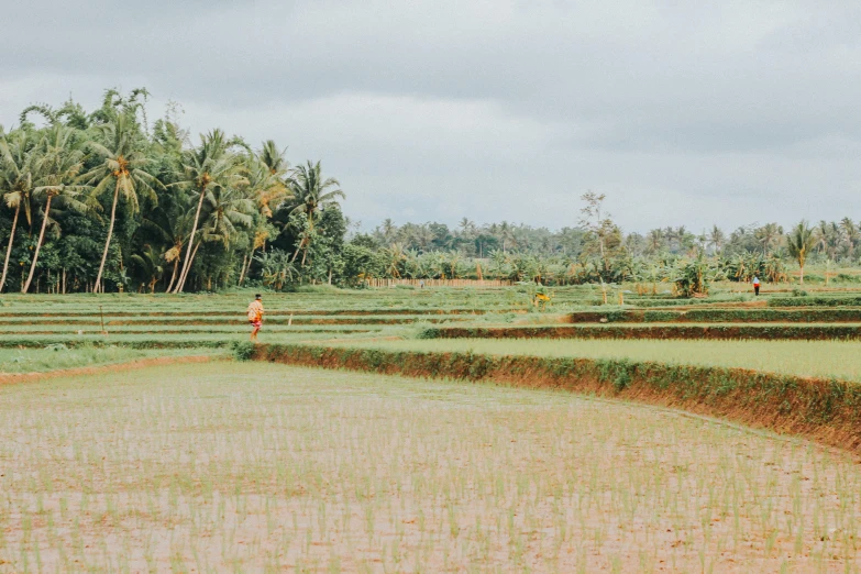 a person in a field with trees in the background