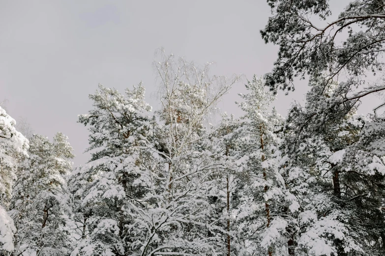 a view of the woods with snow on them